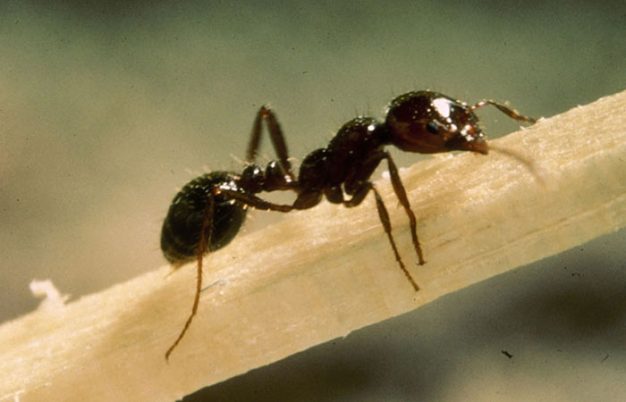 Where Are Fire Ants Found?