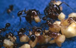 Why Do Fire Ants Live Only In Certain Areas?