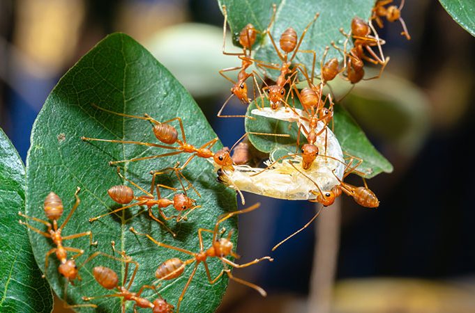 With Flooding Comes Floating Fire Ants