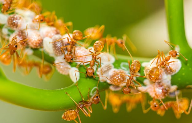 Five Facts About Fire Ants