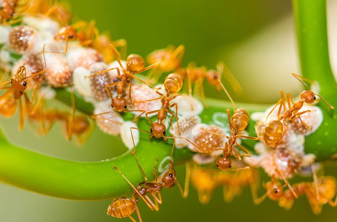 Five Facts About Fire Ants