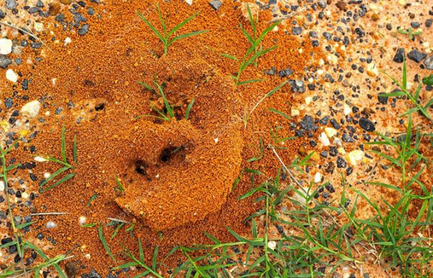 How To Get Rid of Fire Ants